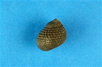 藏品(草蓆鐘螺)的圖片